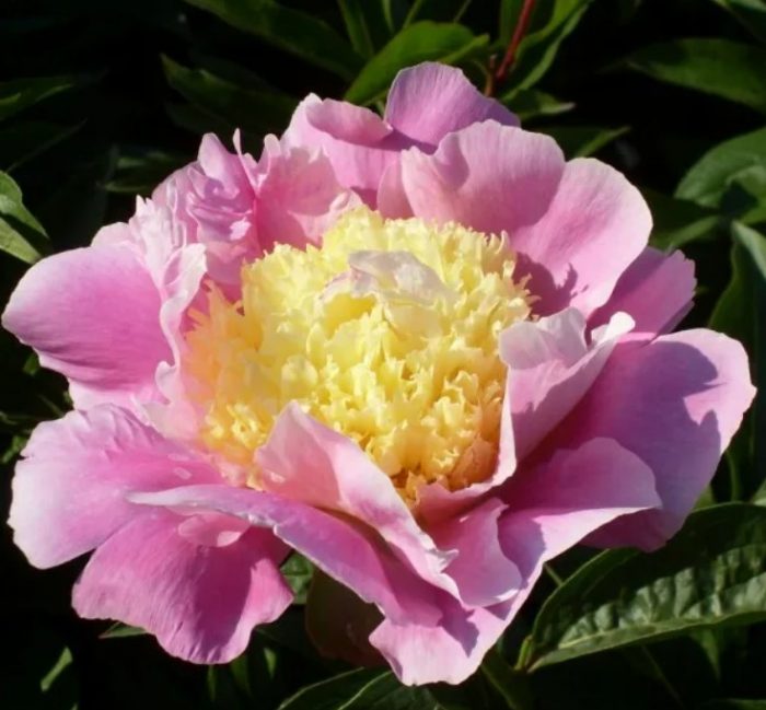 Страна на сирената от божури