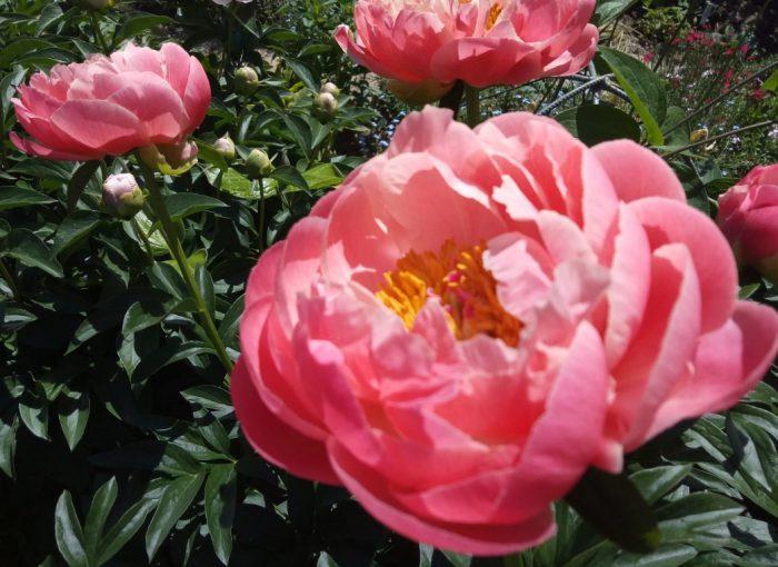 Божур Корал Бийч