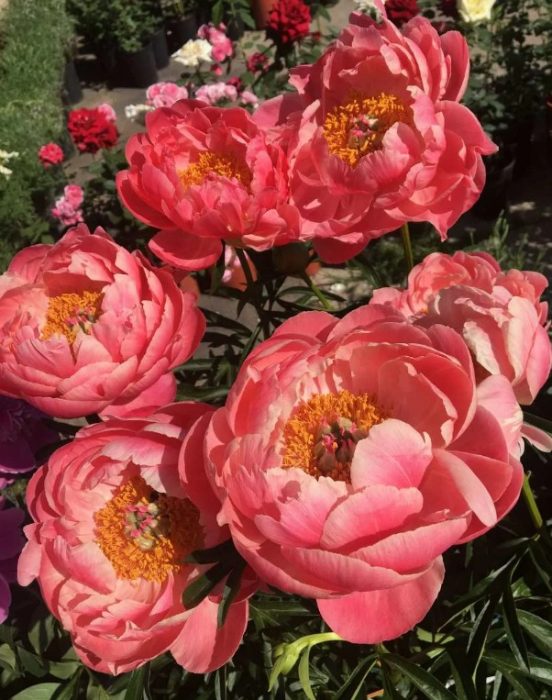 Сорт божур Корал Чарм