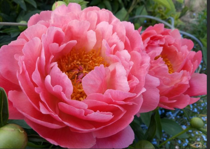 Божур Коралов Залез