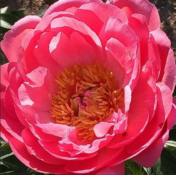 Божур Корал Върховен