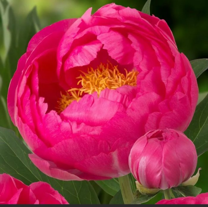 Сорт божур Цитерия