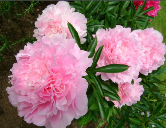 Разнообразие от чинии за вечеря