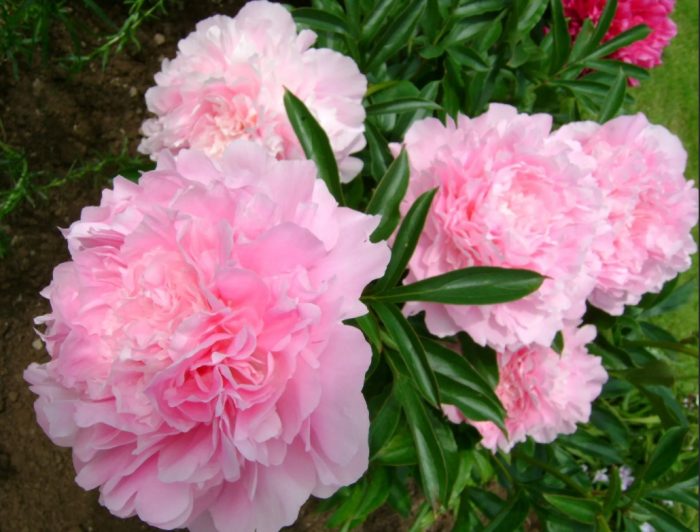 Чиния за вечеря с божур