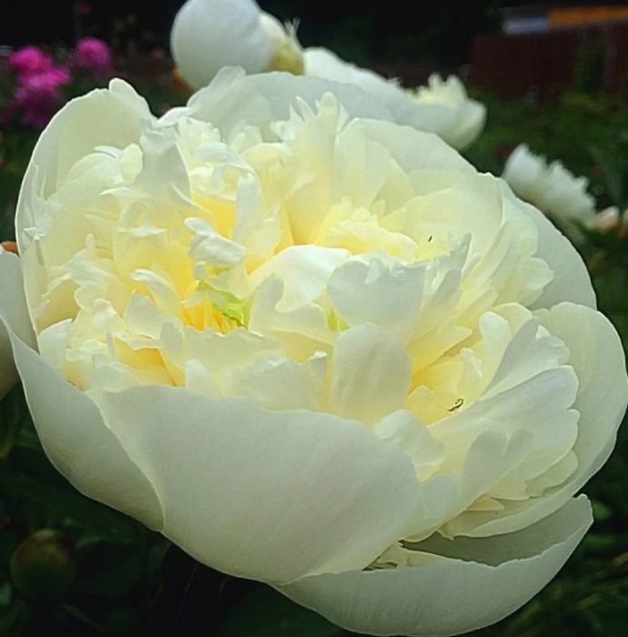 Божур Дукес дьо Немур