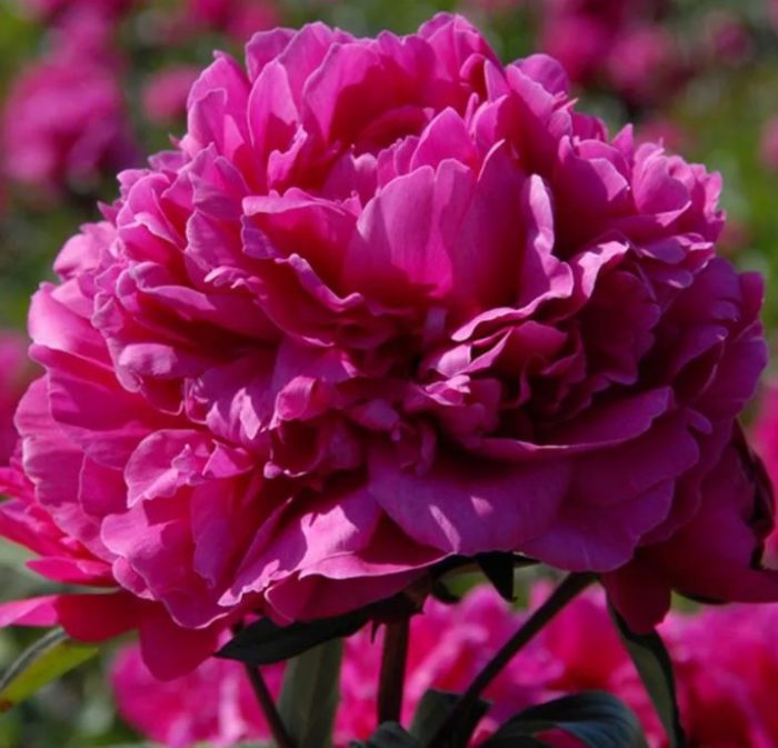 Божур Феликс Крус