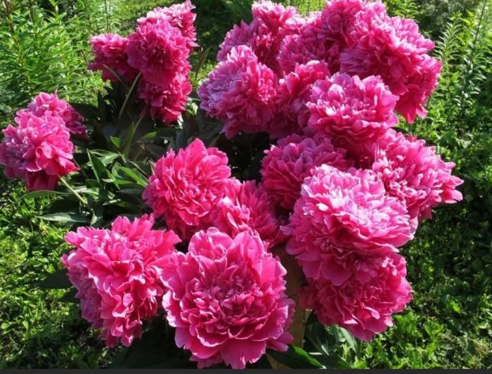 Божур Феликс Супрем