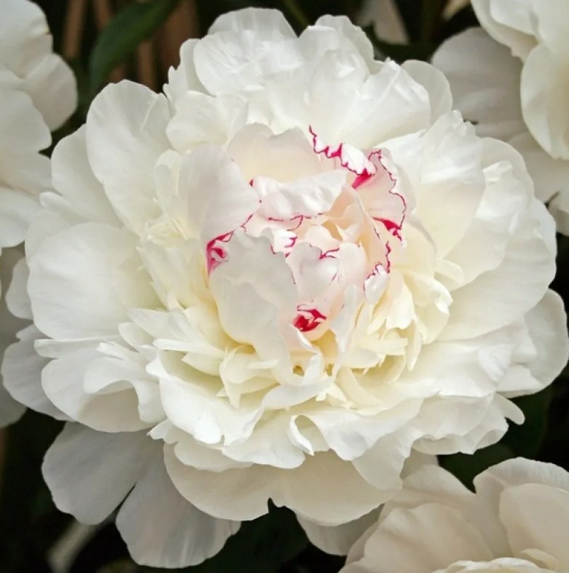 Сорт божур Фестива Максима