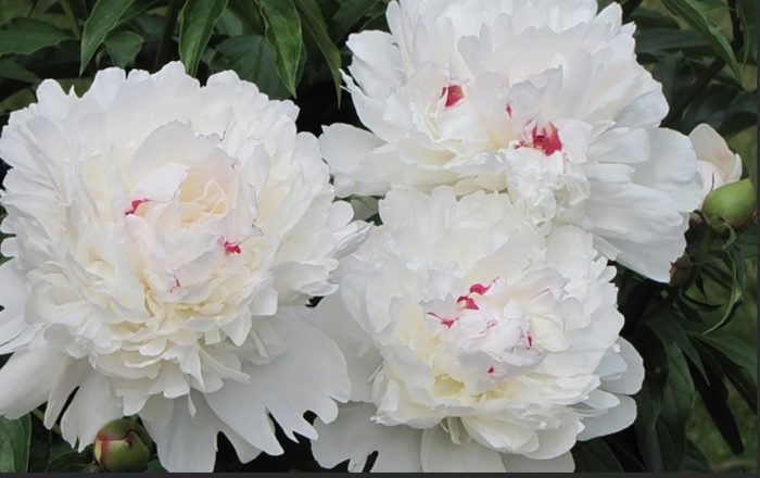 Божури Фестива Максима