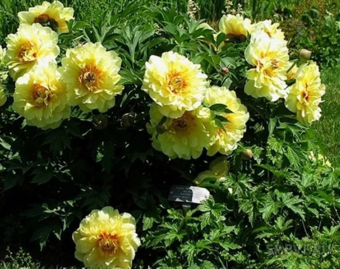 Божур Съкровище на градината