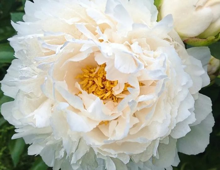 Божур Гардения