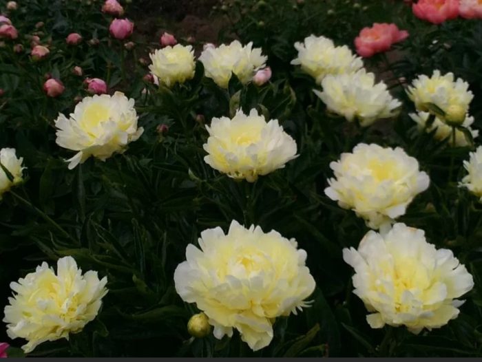 Златна мина за божури