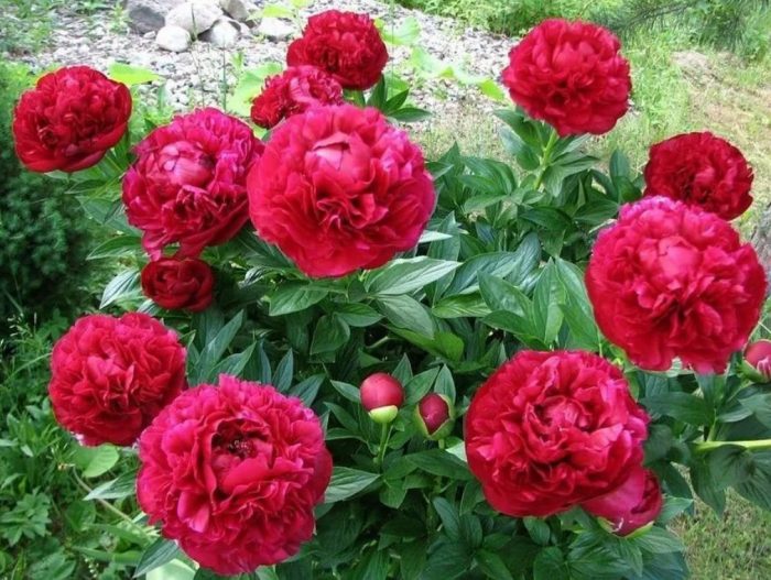 Божур Хенри Бокстос