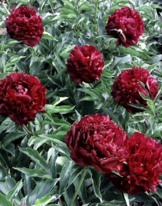 Акцент от божур