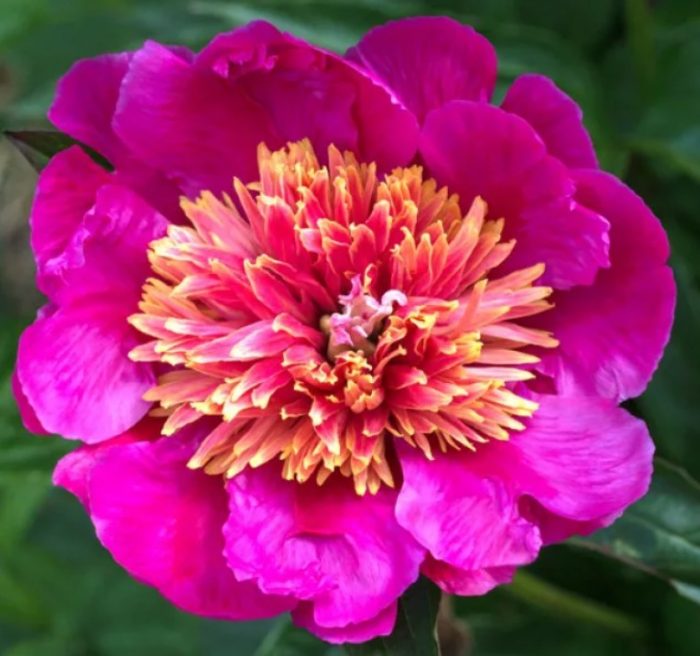 Хит парад на божурите