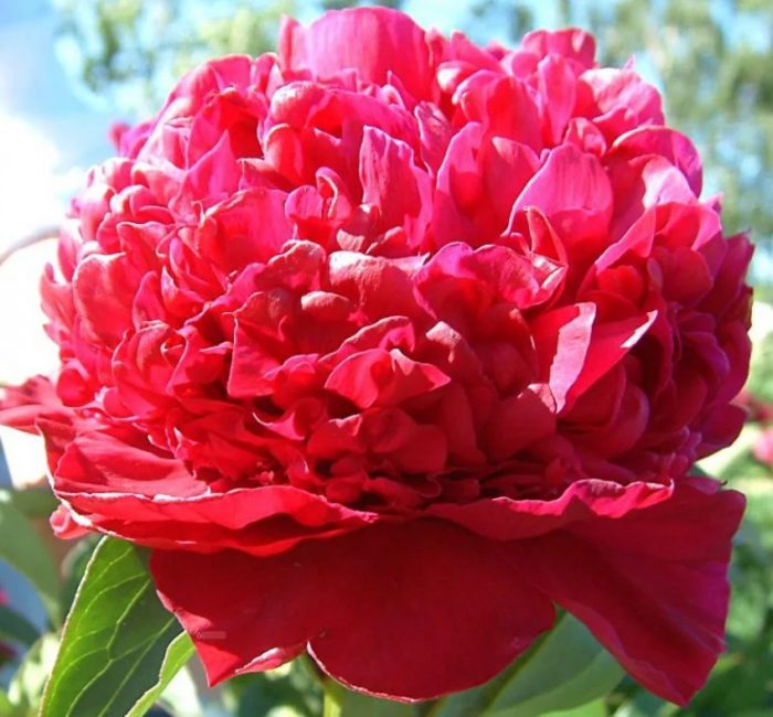 Сорт Инспектор Лаверн