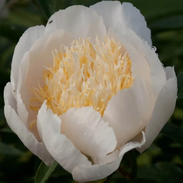 Божур Исани Гидуй