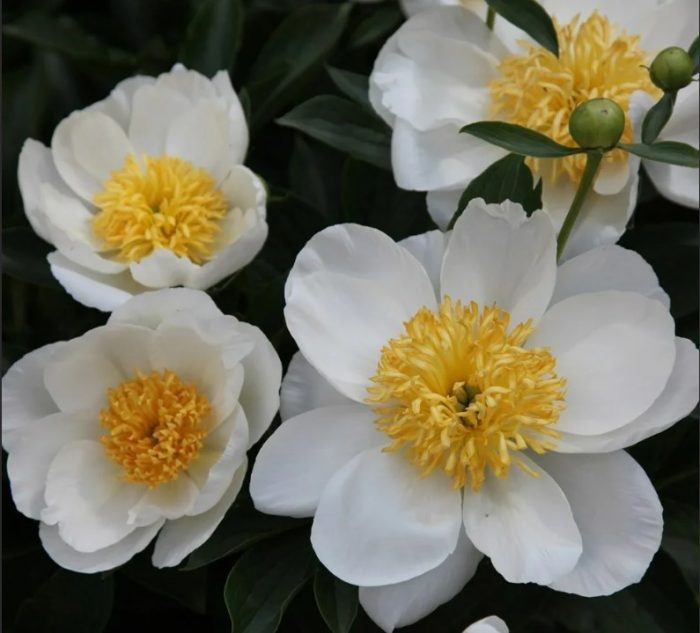 Божури от Ян ван Льовен