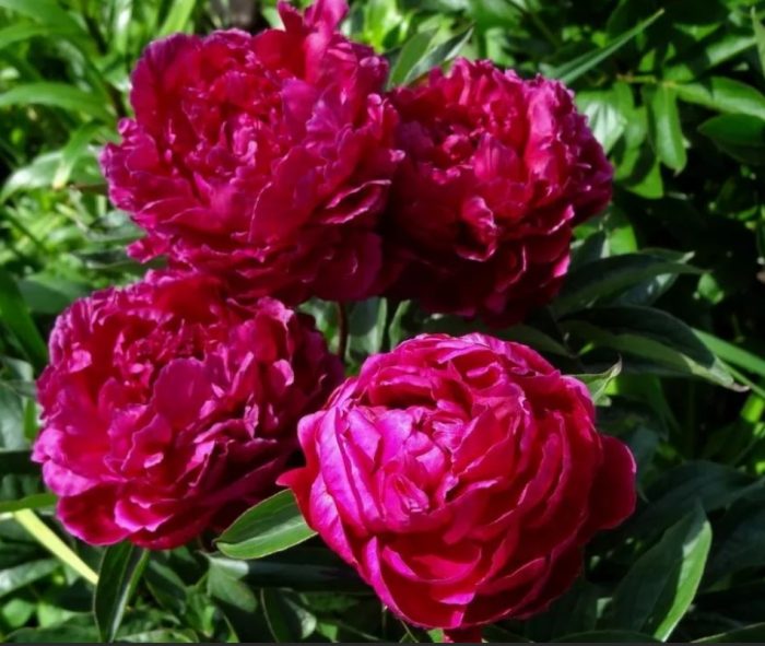 Сорт божур Канзас