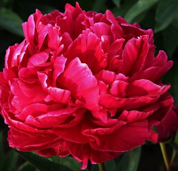 Божур Карл Розенфийлд