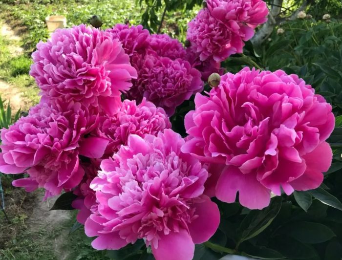 Божур Карл Розенфелд