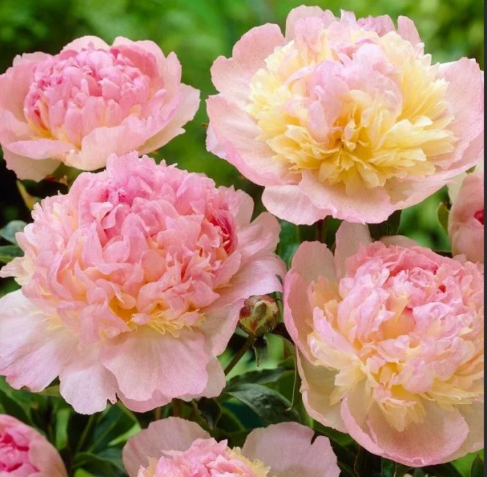 Божур Катарина Фонтен