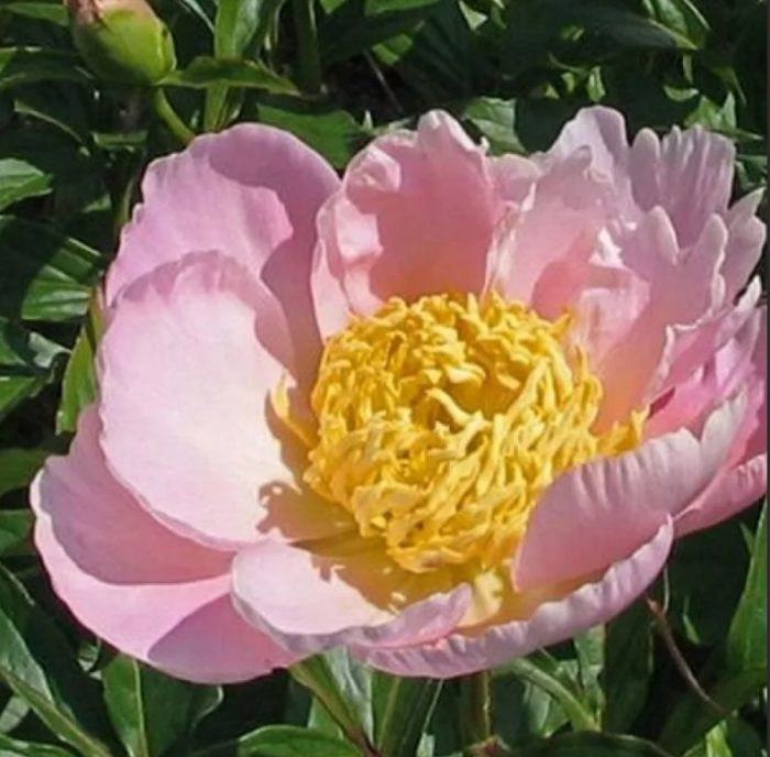 Божур Кукени Джиши