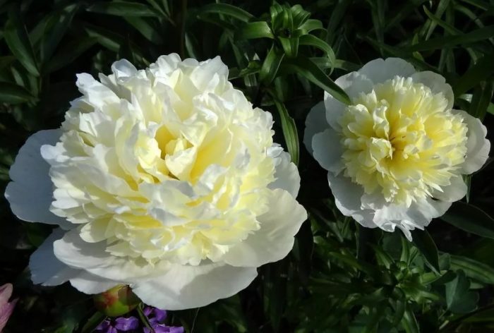 Десерт от божур Лора