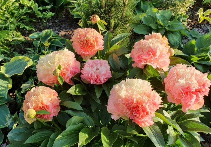 Божури Lois Choice