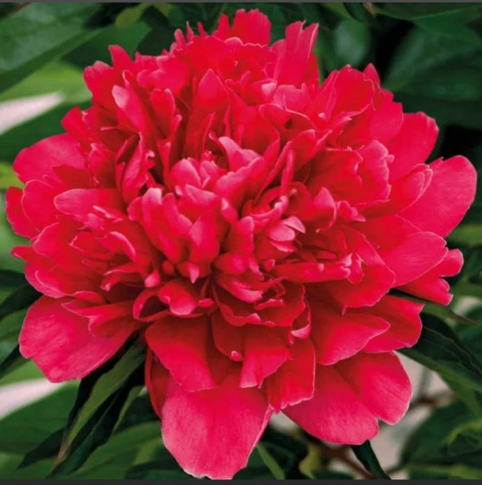 Червени божури от сорта Маршал Макмахон