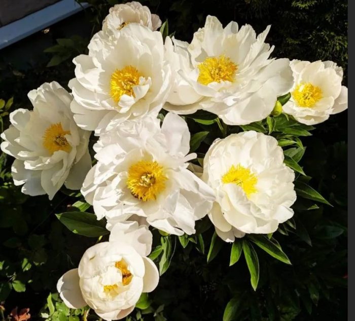 Божур Мис Америка