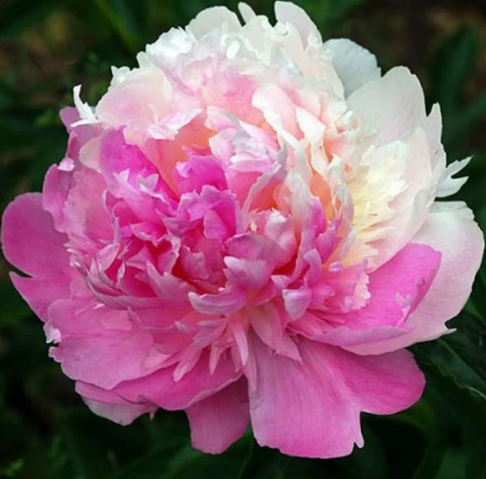 Божур Мистър Ед