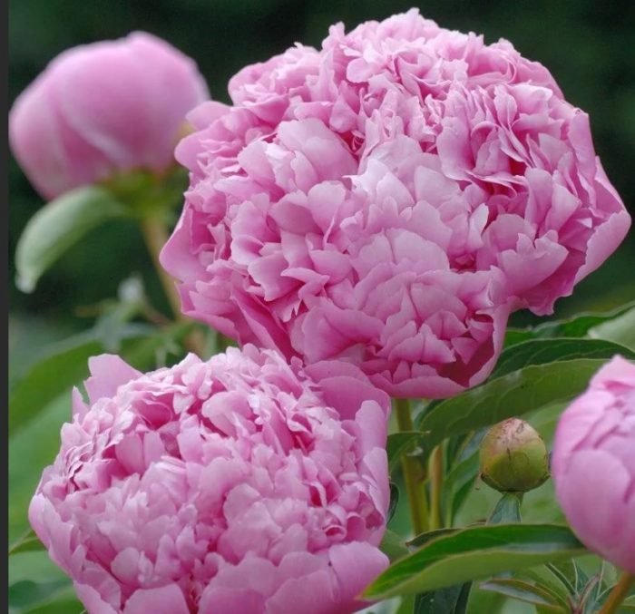 Сорт божур Monsieur Jules Elie