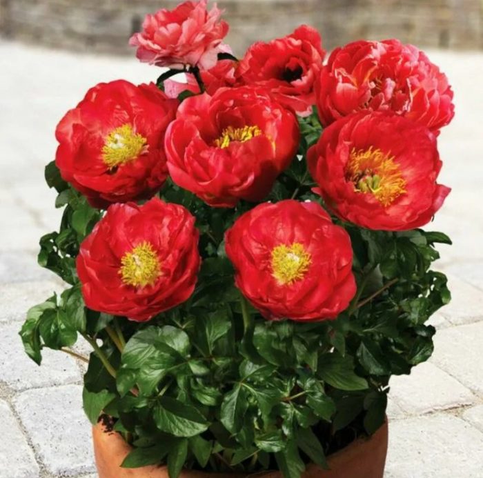 Разнообразие от саксии