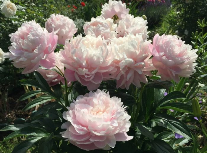 Божурът на г-жа Франклин Рузвелт