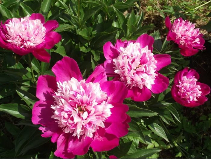 Божур Нели Сейлор