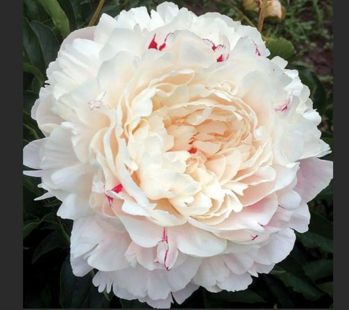 Божури Ник Шейлър