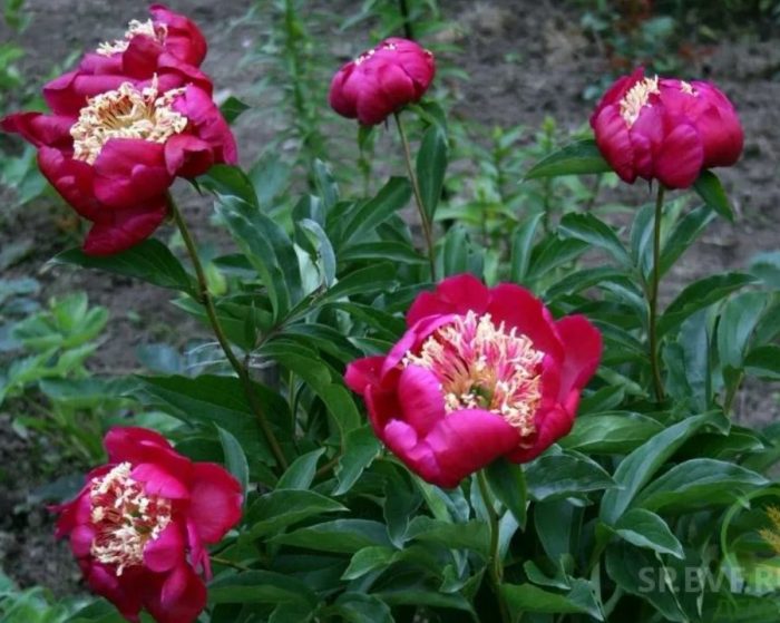 Сорт божур Nippon Beauty