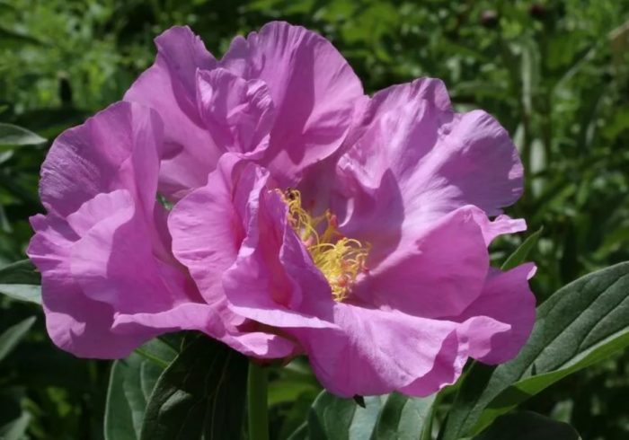 Новини за божурите на Алтай