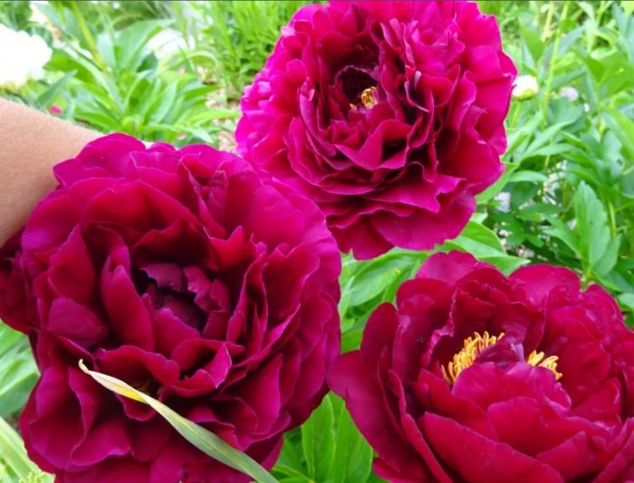 Божур Олд Фейтфул