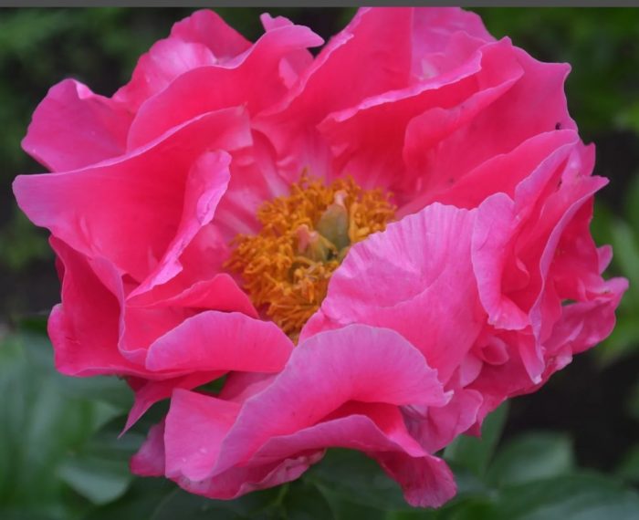 Сорт божур Паула Фей