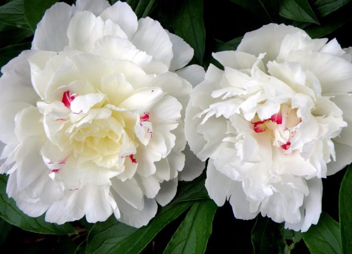 Божур Червена звезда на заснежен хълм