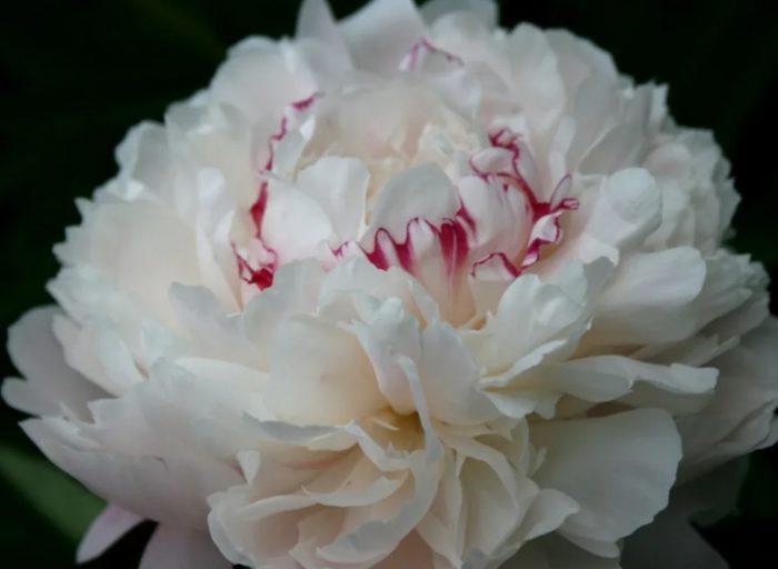 Разнообразие в памет на академик Цицин