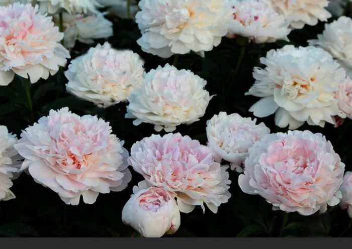 Разнообразието от спомени на Гагарин