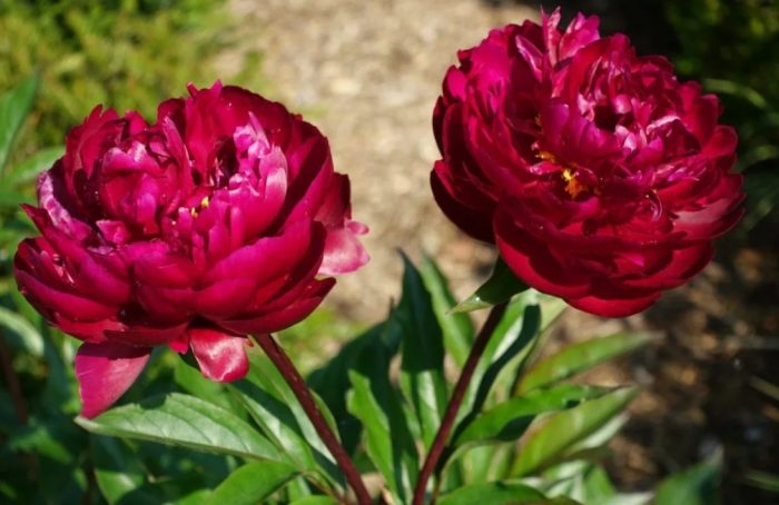 Тъмночервени божури