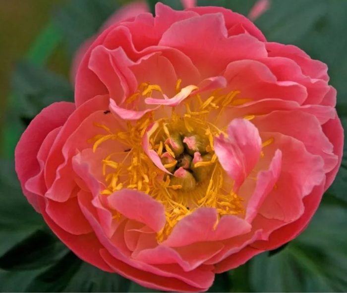 Сорт божур Pink Hawaiian Coral