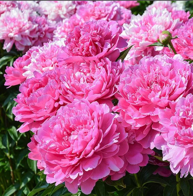 Божур принцеса Маргарет