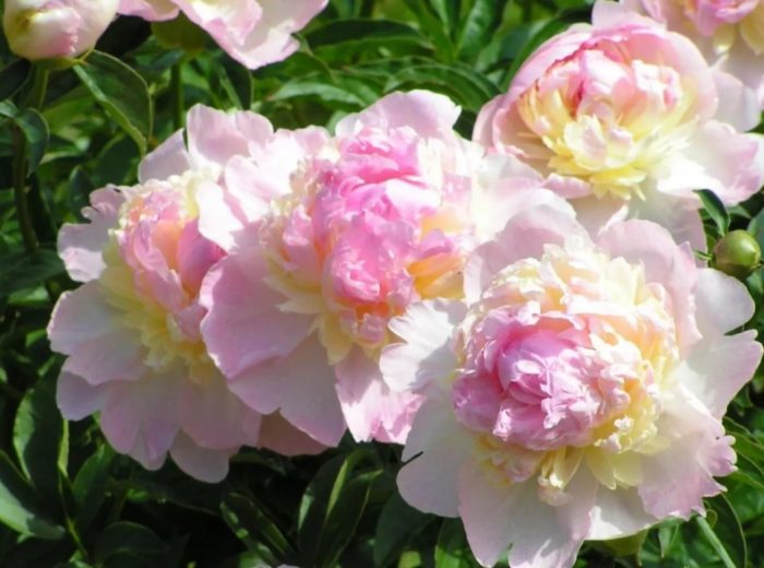 Малинов неделен божур