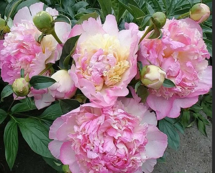 Божур Малина Неделя