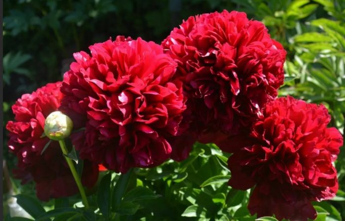 Божур Червена Грейс